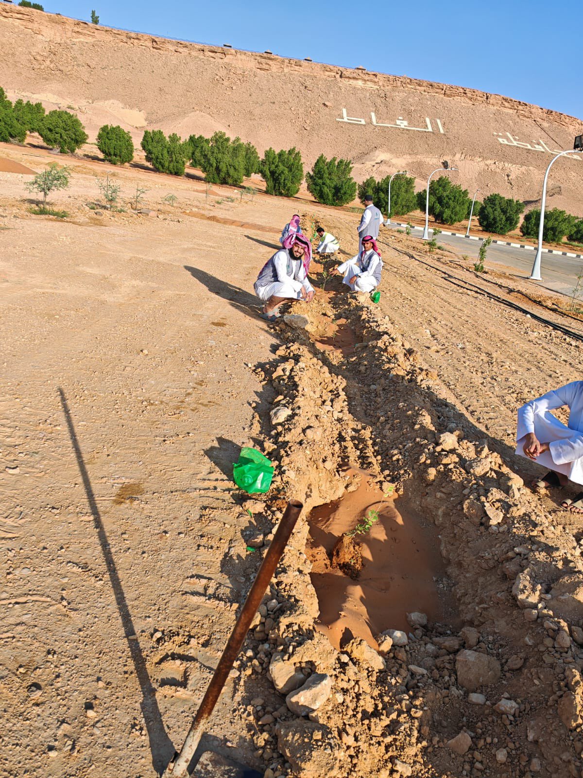 تشجير بالغاط