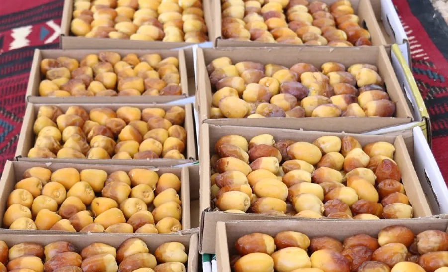  the General Administration of Projects, Operations and Maintenance harvested this year's dates - التمور