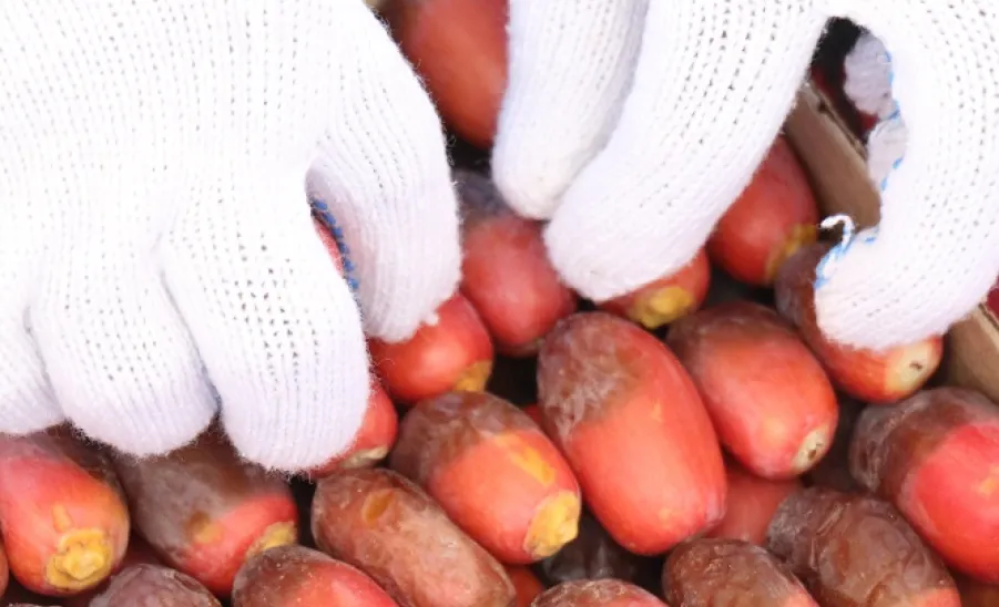  the General Administration of Projects, Operations and Maintenance harvested this year's dates - التمور