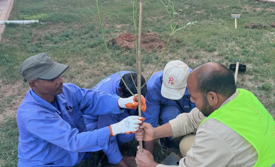 Afforestation at the university housing  -  7