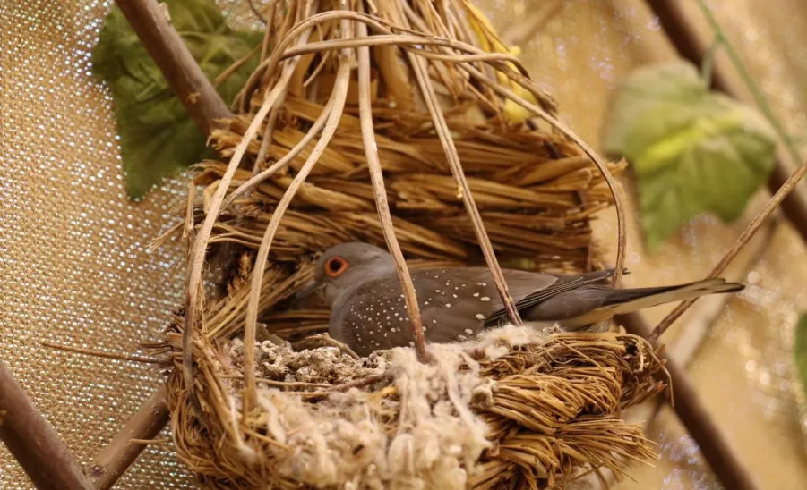 Students of Applied College visit the Birush Ornamental Bird Sanctuary in Ghat -  طلاب الكلية التطبيقية بالمجمعة يزورون محمية بيروش بالغاط