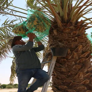the General Administration of Projects, Operations and Maintenance harvested this year's dates