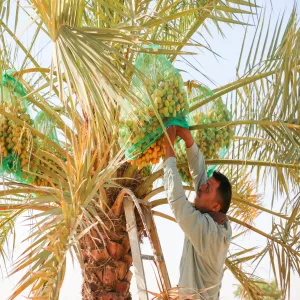المشروعات والتشغيل والصيانة تجني التمور لهذا العام